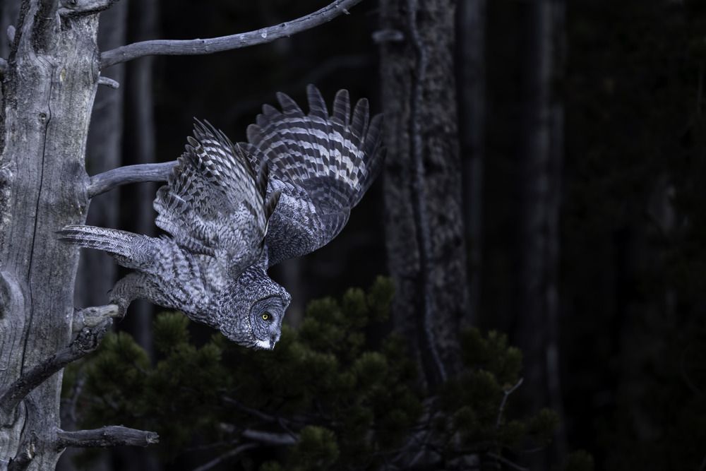 Great Gray Owl (7)