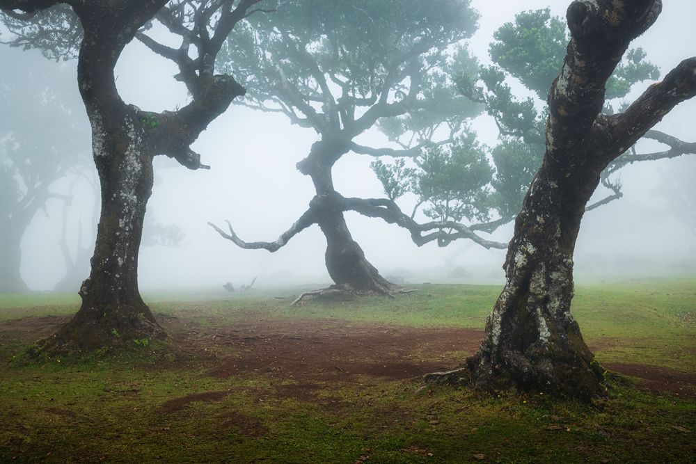 Magical Fanal (3)