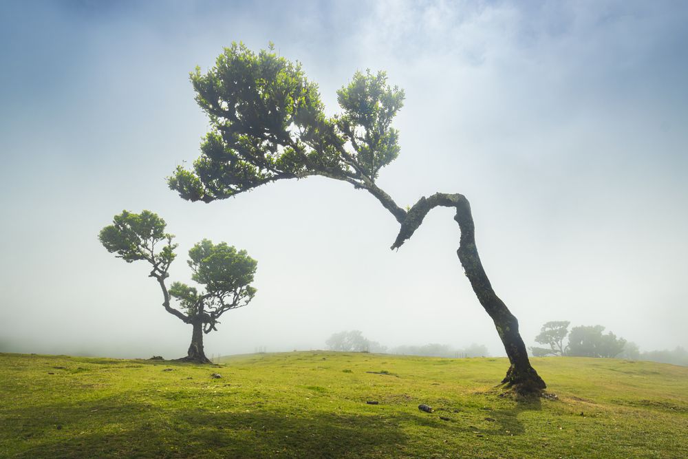 Magical Fanal (4)