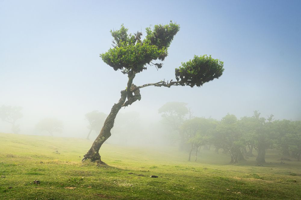Magical Fanal (5)