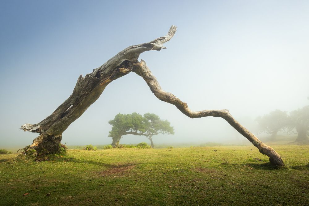 Magical Fanal (7)