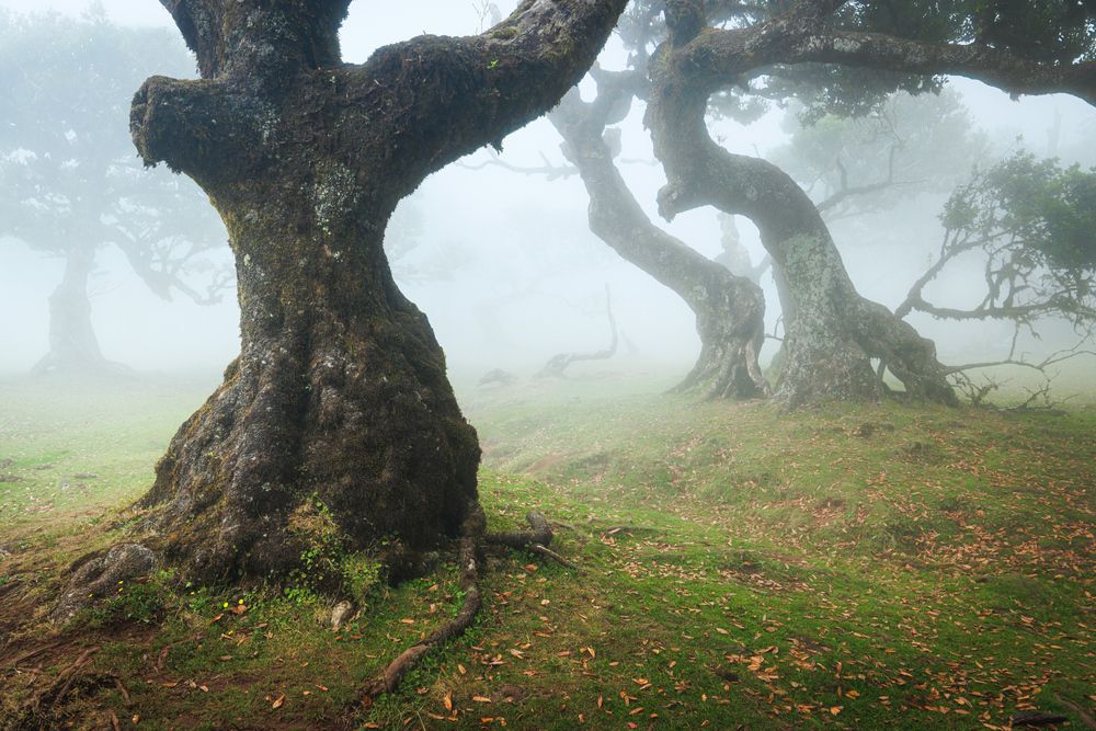 Magical Fanal (8)