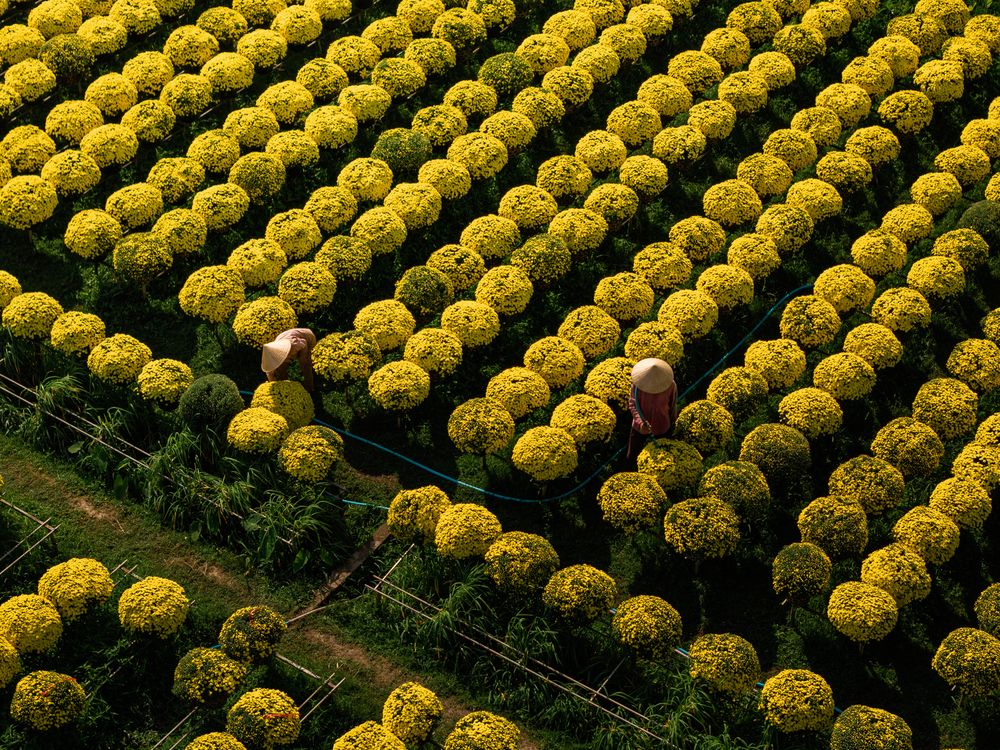 Spring on Ben Tre (5)