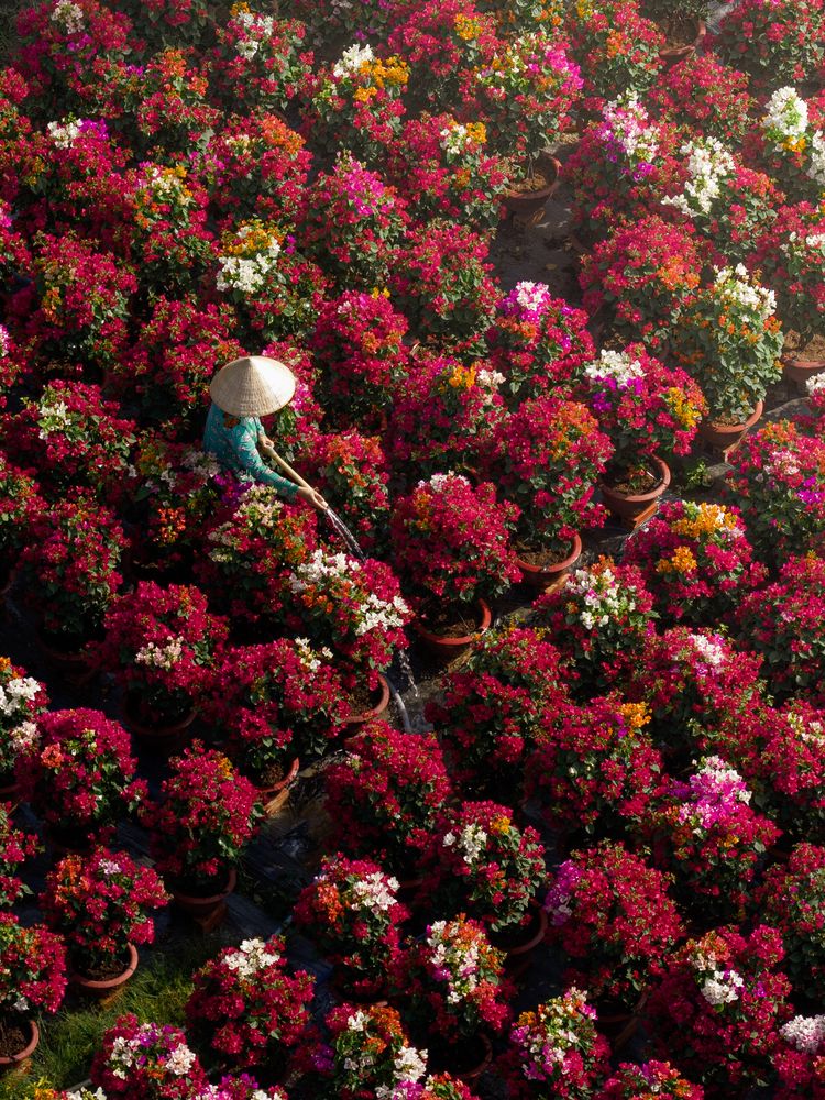 Spring on Ben Tre (7)