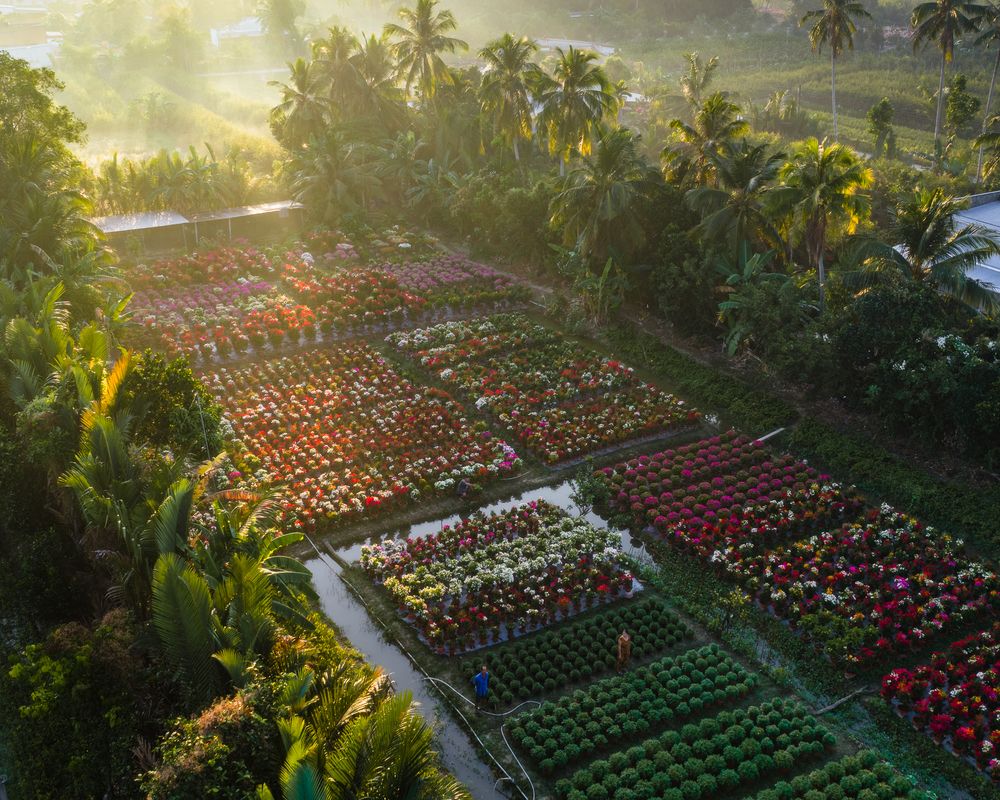 Spring on Ben Tre (8)