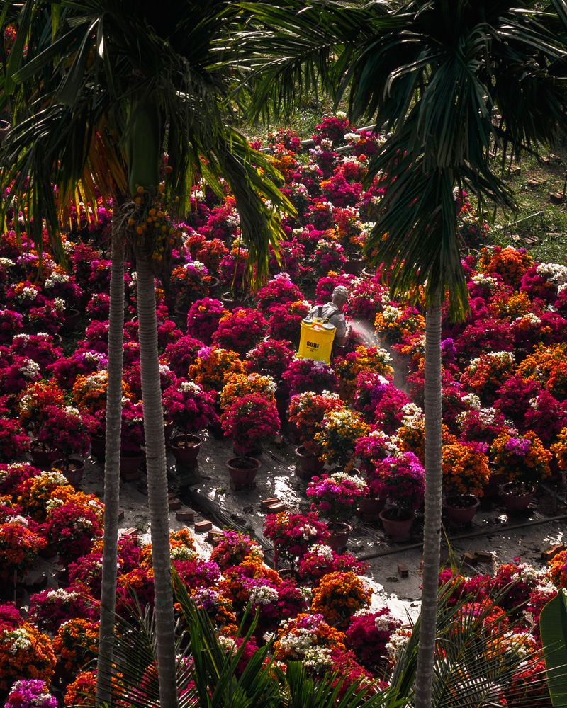 Spring on Ben Tre (9)