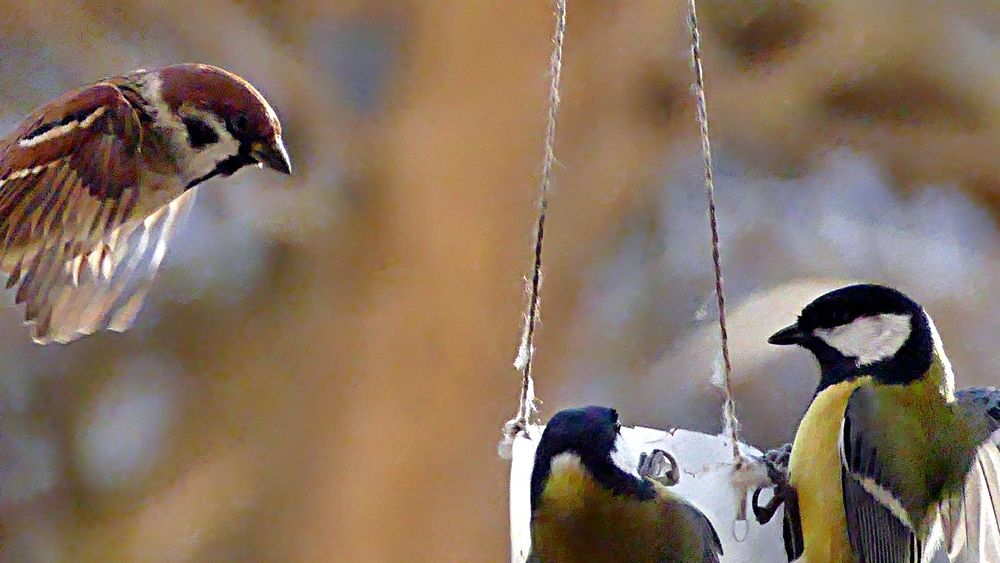 Photo #13227366 (7)