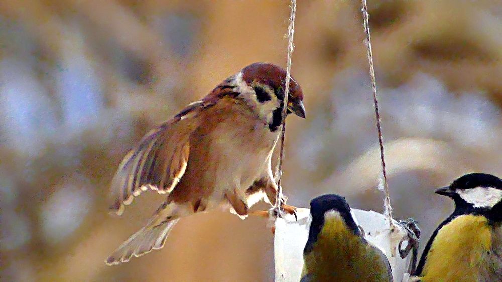 Photo #13227366 (8)