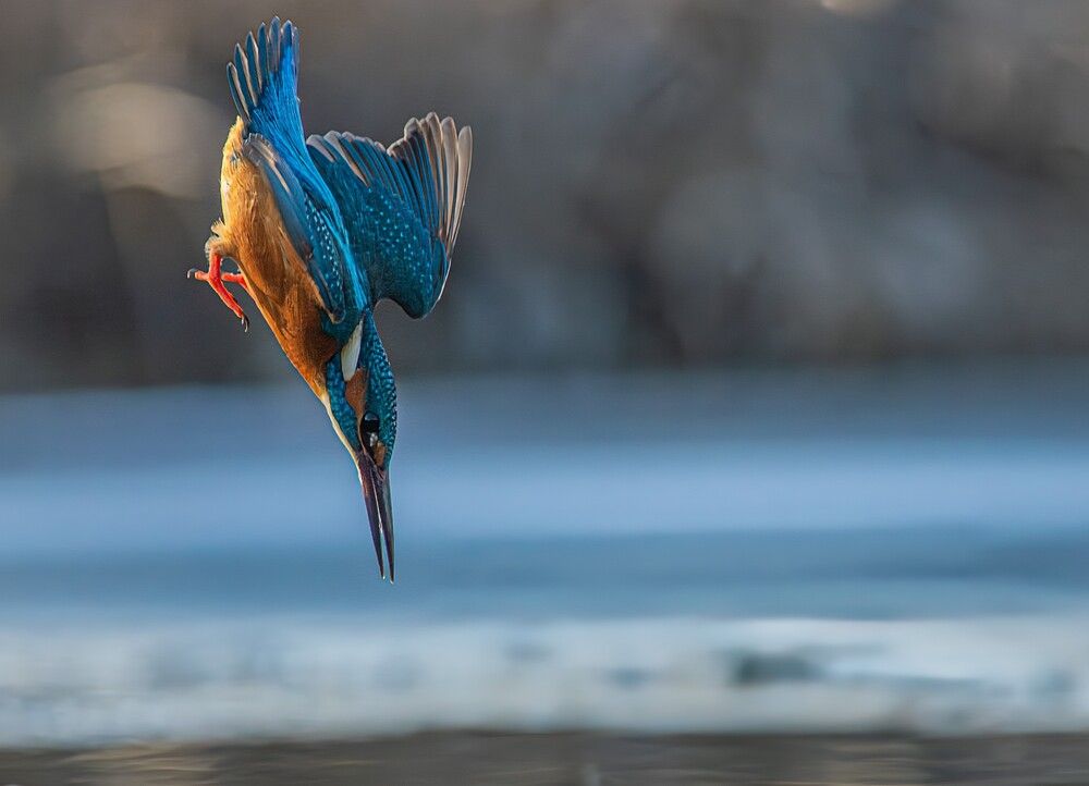 Five Frames of Brilliance: The Master Fisher (3)