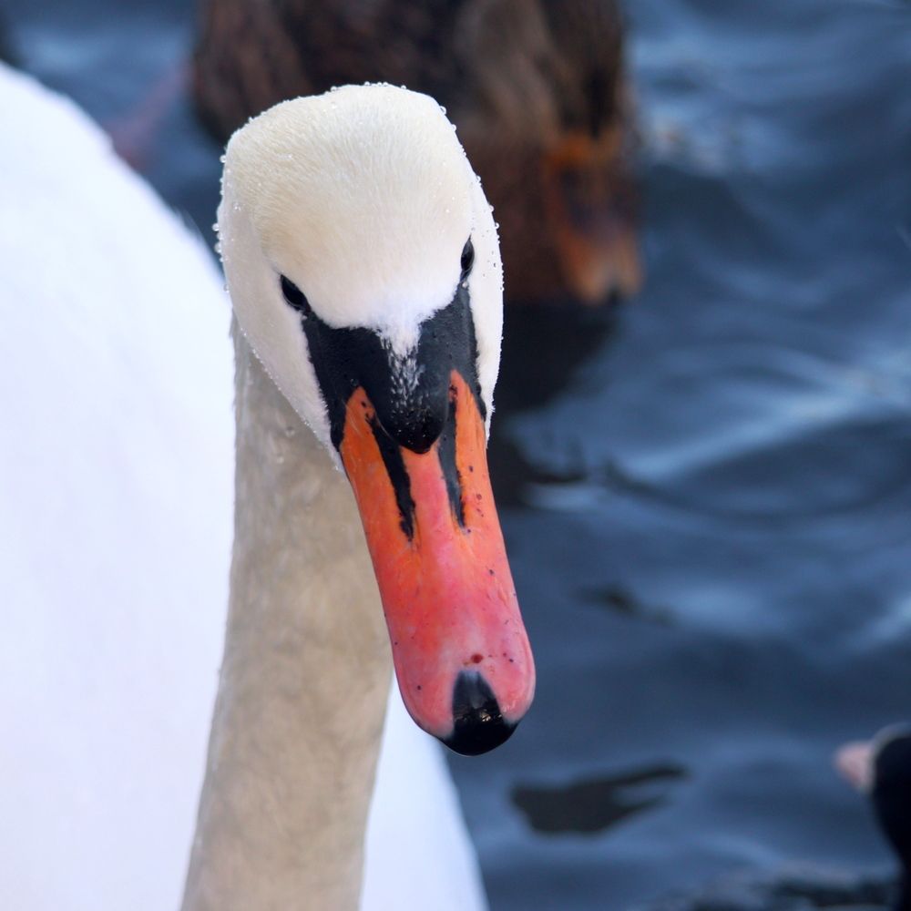 Photo #13242981 (6)