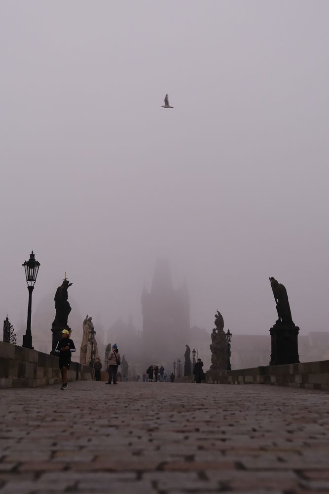 Photo #13243187 (8)