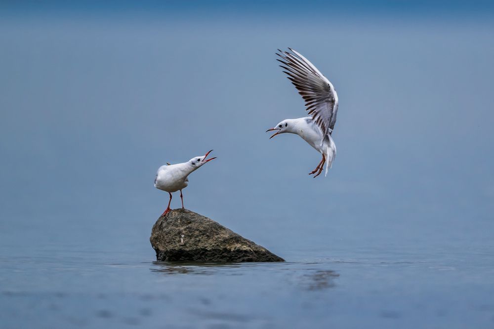 Migrant Birds of Shenzhen Bay (3)