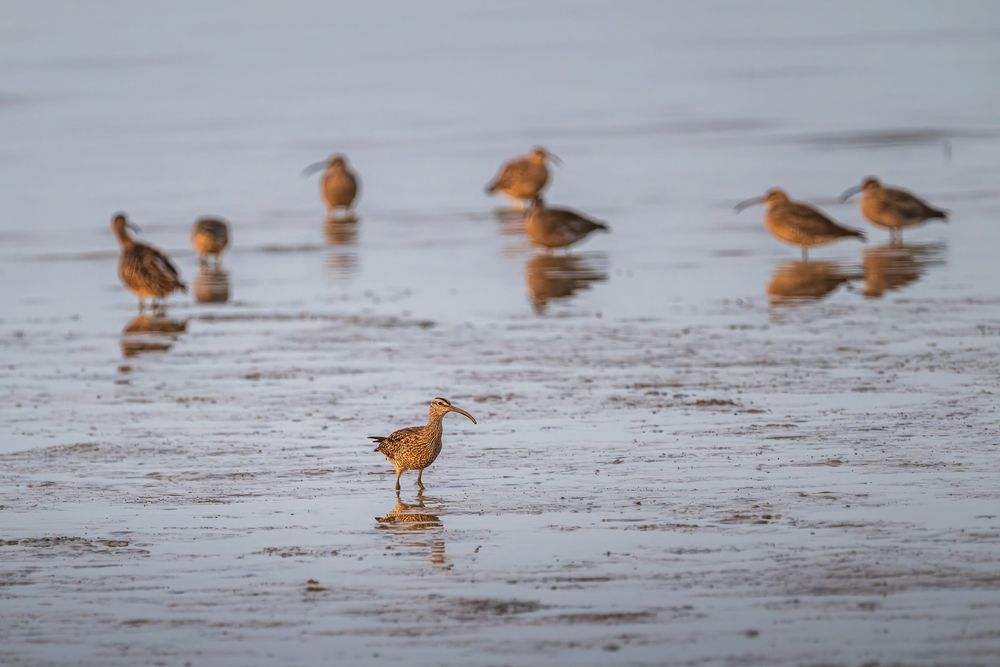 Migrant Birds of Shenzhen Bay (4)