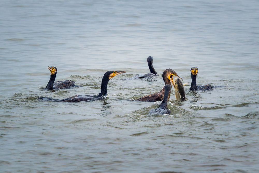Migrant Birds of Shenzhen Bay (5)