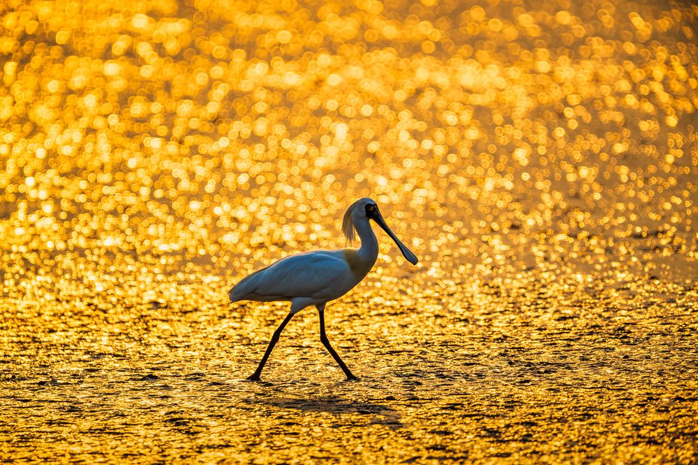 Migrant Birds of Shenzhen Bay (6)