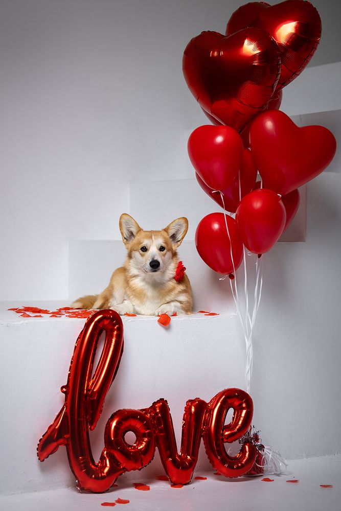 Photo #13254114 (5)