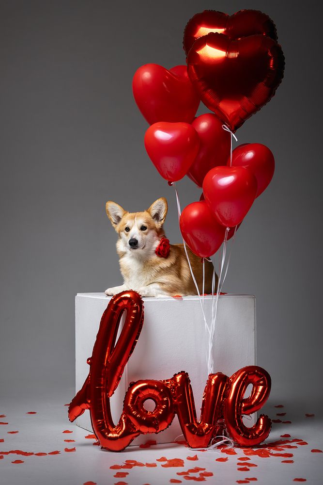 Photo #13254114 (6)