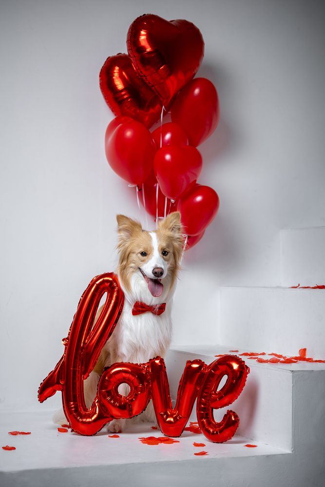 Photo #13254114 (11)