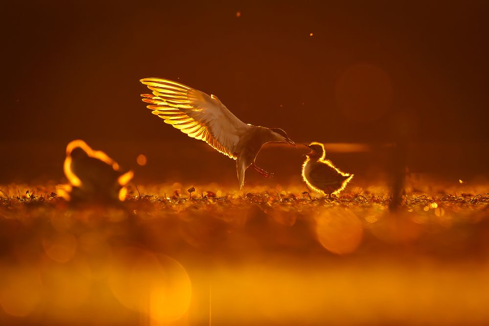 Against the light (5)