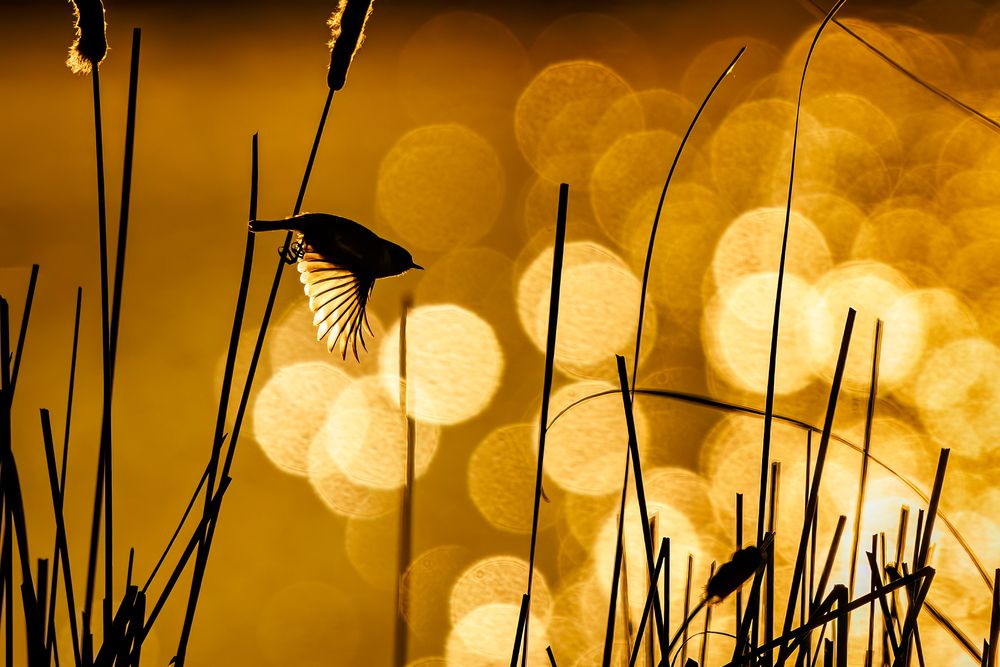 Against the light (7)