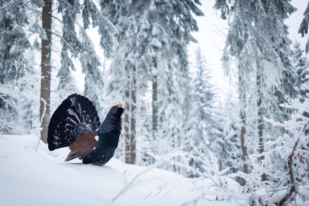 Winter is coming (3)