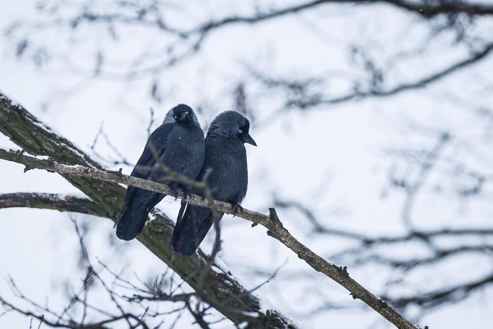 Winter is coming (5)