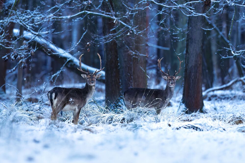 Winter is coming (9)