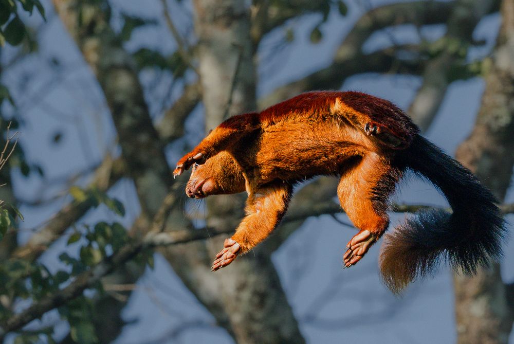 Master of the Canopy (3)