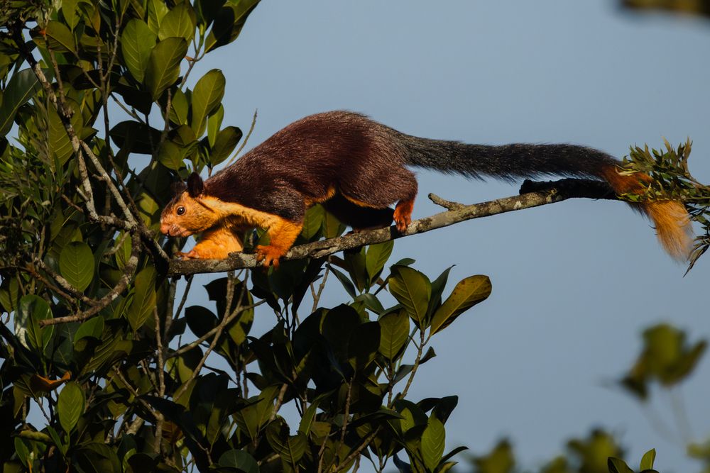 Master of the Canopy (4)