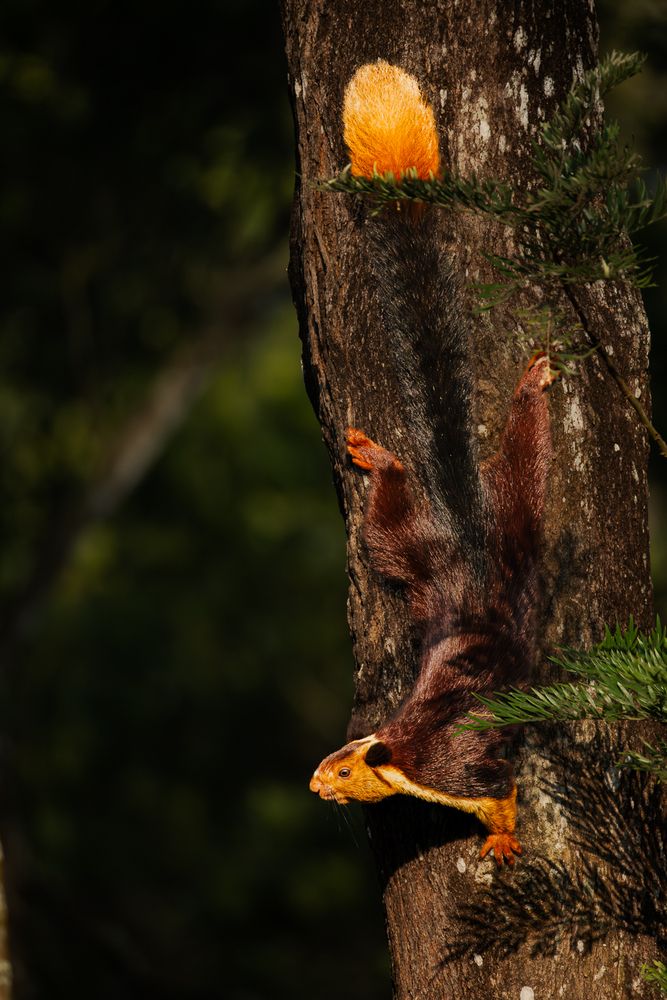 Master of the Canopy (5)
