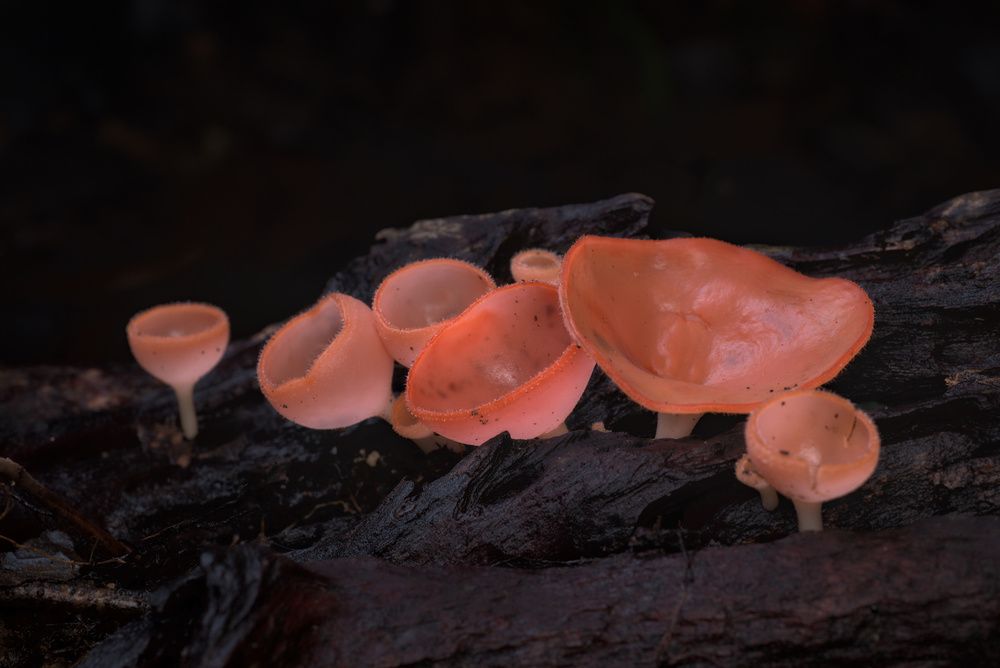 Cup Mushrooms (3)
