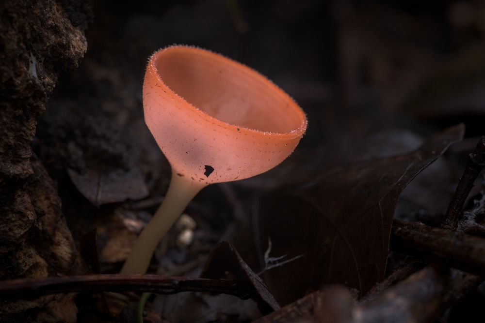 Cup Mushrooms (4)