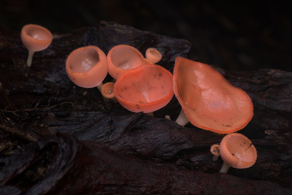 Cup Mushrooms (5)