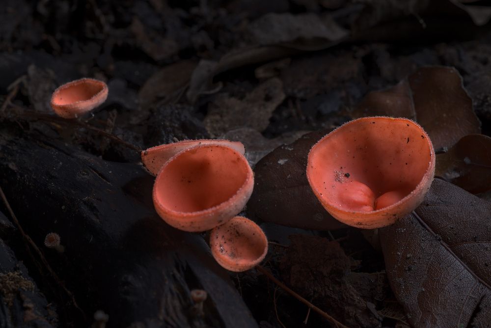 Cup Mushrooms (6)