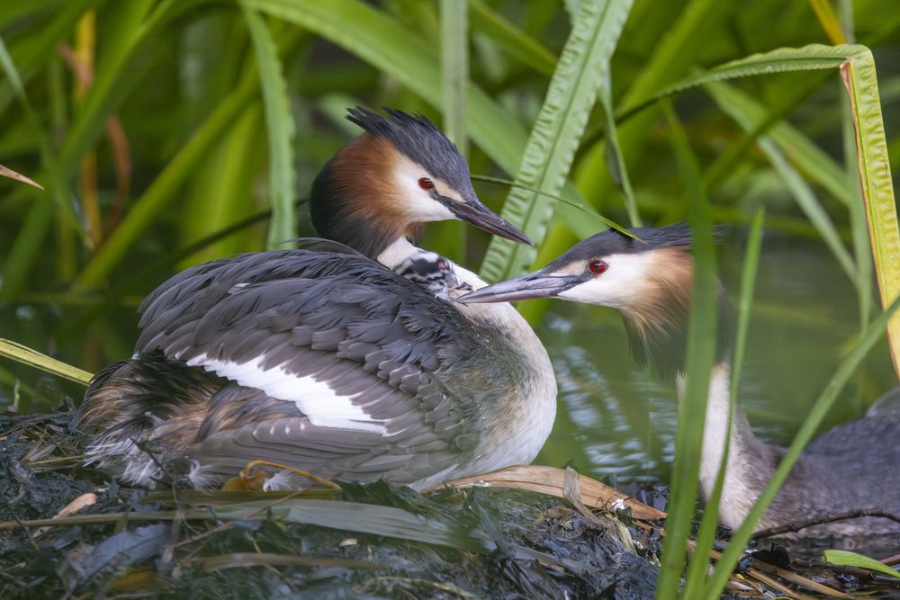Great creted grebe family life (2)