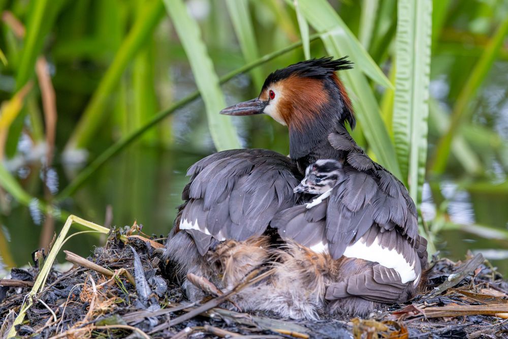 Great creted grebe family life (3)
