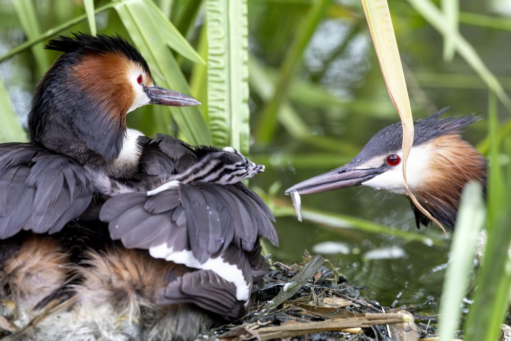 Great creted grebe family life (5)