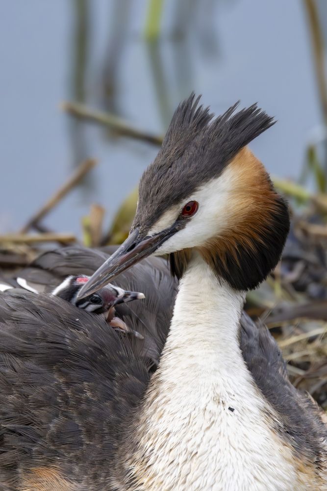 Great creted grebe family life (6)