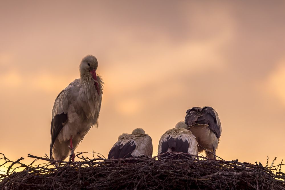 Sunset with the storks (3)