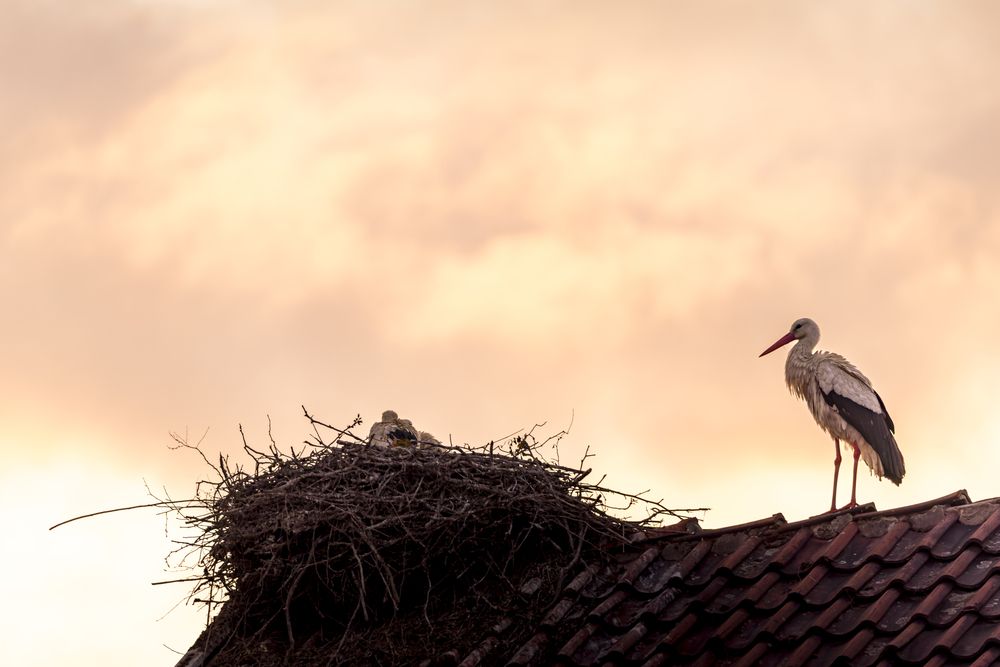 Sunset with the storks (4)