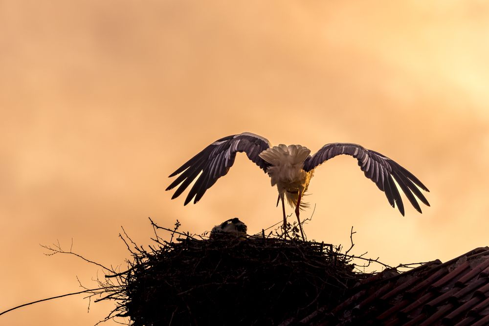 Sunset with the storks (5)