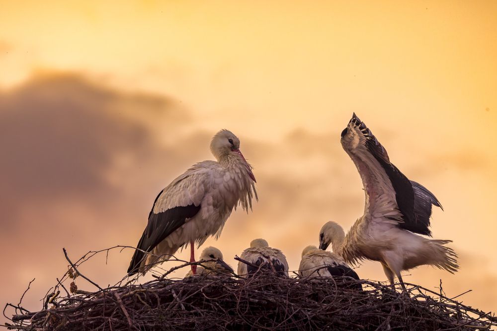 Sunset with the storks (6)
