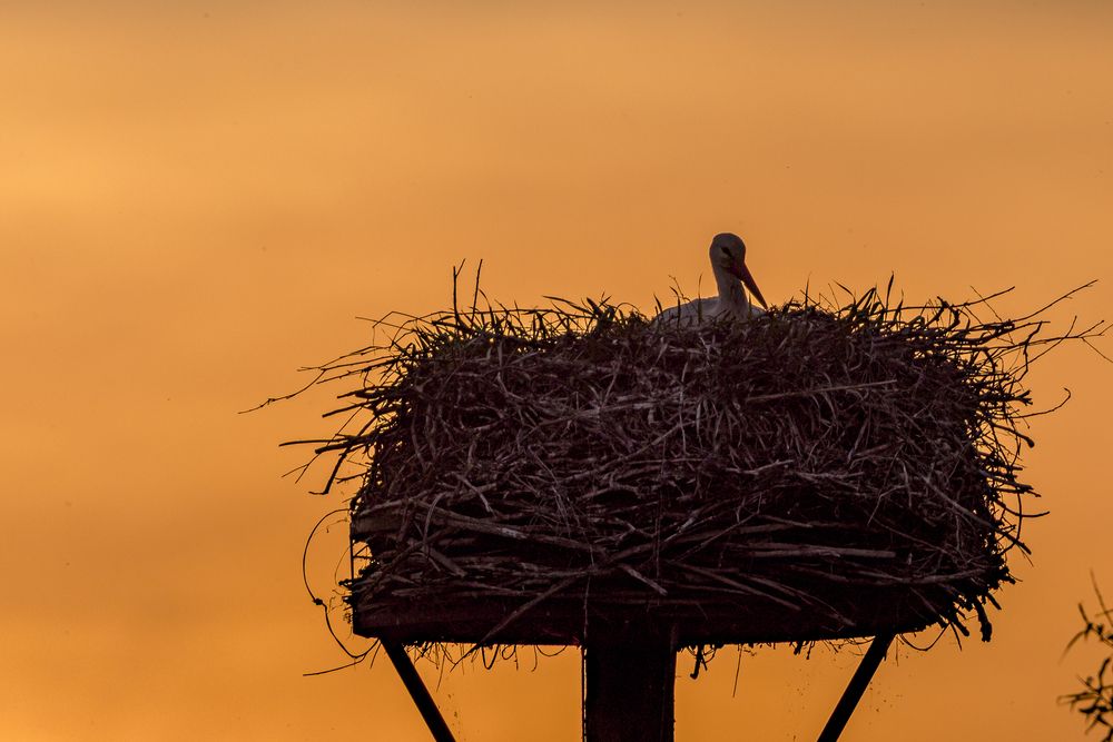 Sunset with the storks (7)