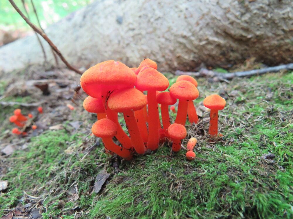 Photo #13288339 (10)