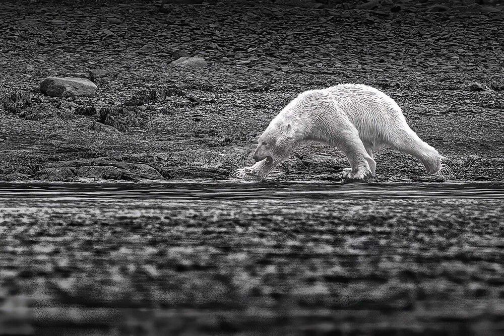 Law of the Frozen Shore (6)