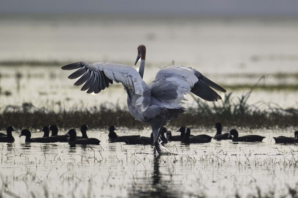The Courtship Ballet (2)