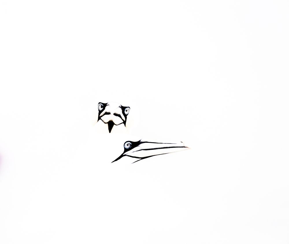 C1_Elegancia_en_Blanco (2)