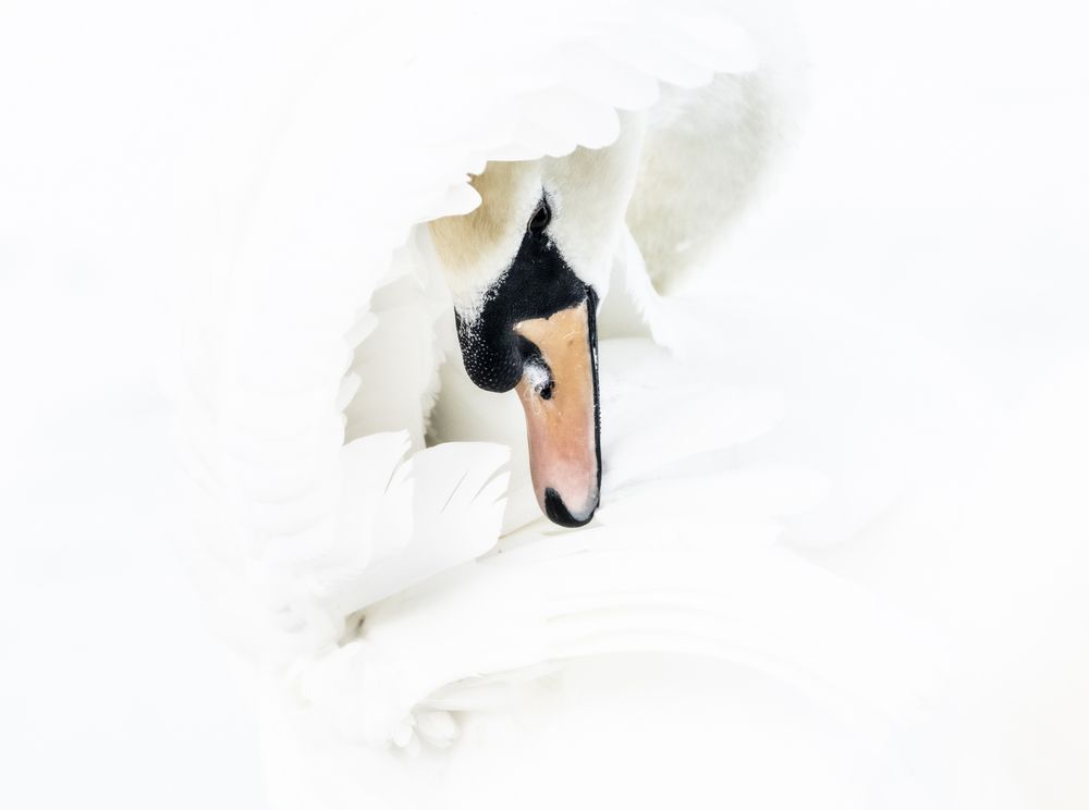 C1_Elegancia_en_Blanco (3)