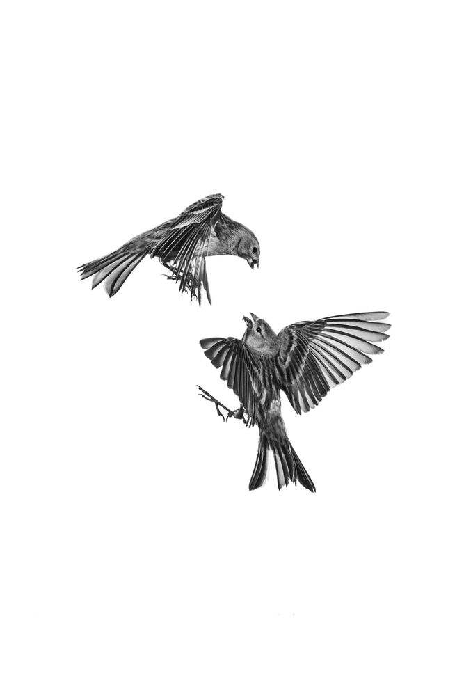 Insular Gravity (2)