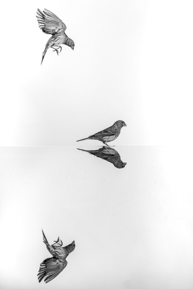 Insular Gravity (3)